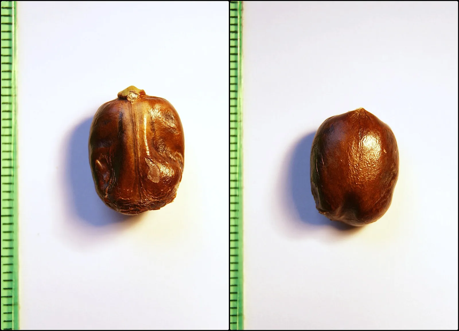 Mottled brown seeds of the castor oil plant, Ricinus communis