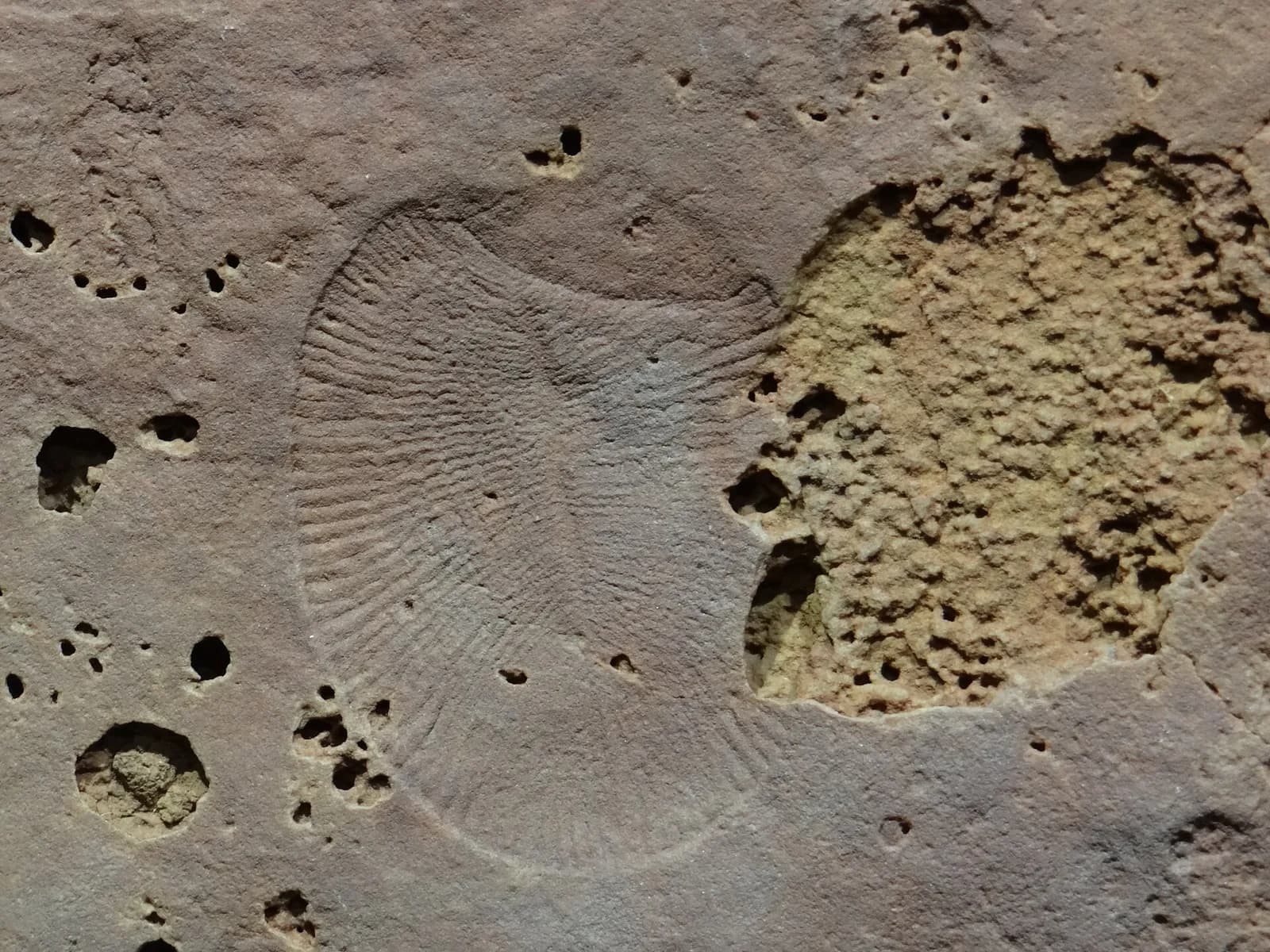 A Dickinsonia fossil impression from the Flinders Ranges in South Australia