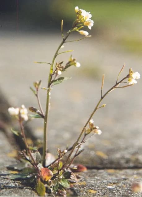 A flowering Arabidopsis thaliana plant