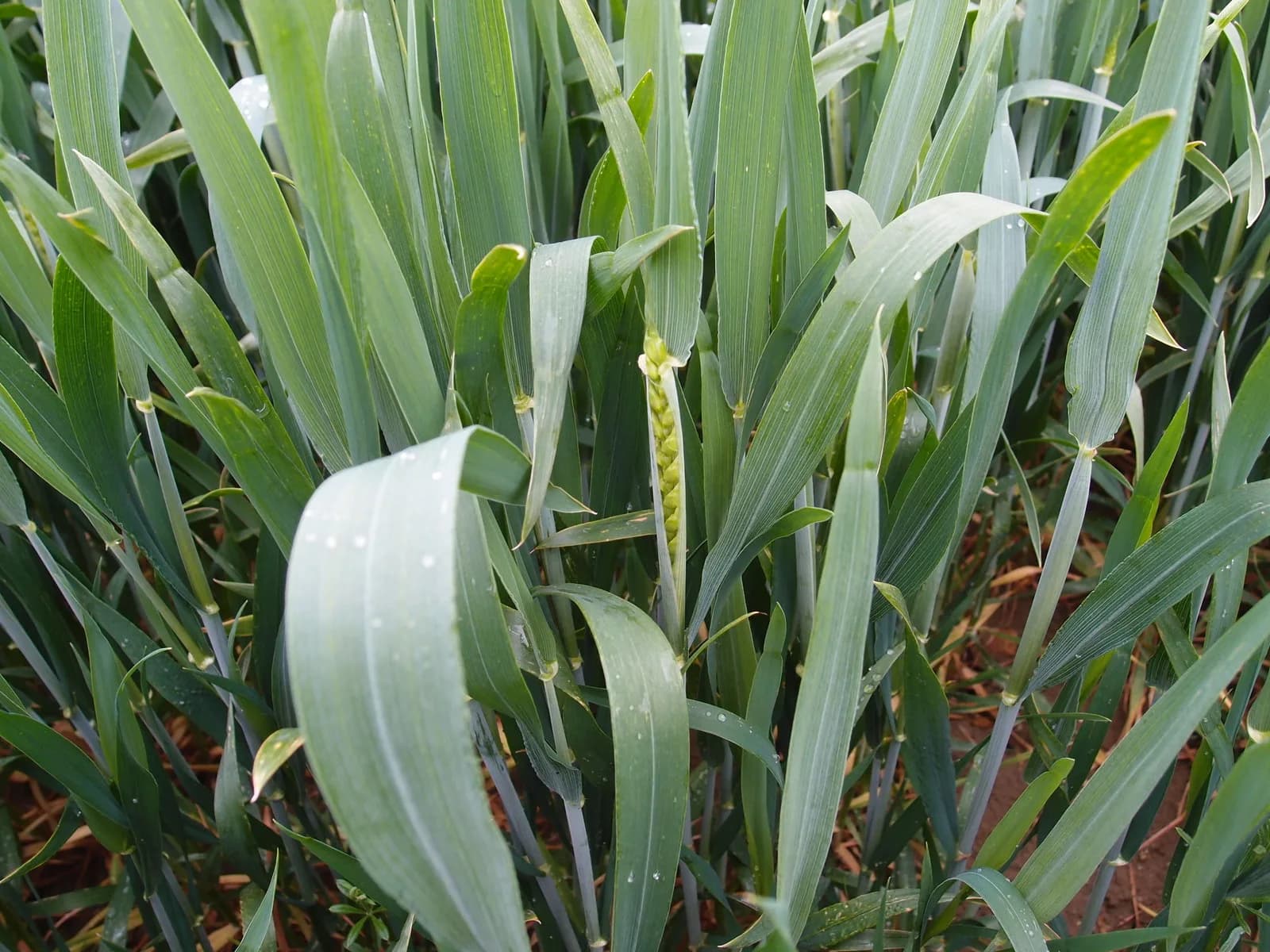 Green ears of winter wheat emerging in a field