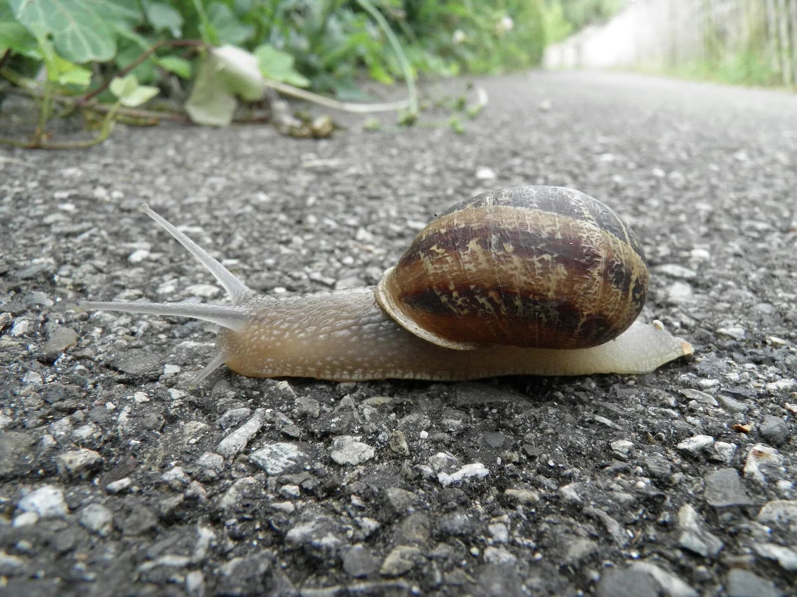 A garden snail with a brown striped shell extending its body and tentacles