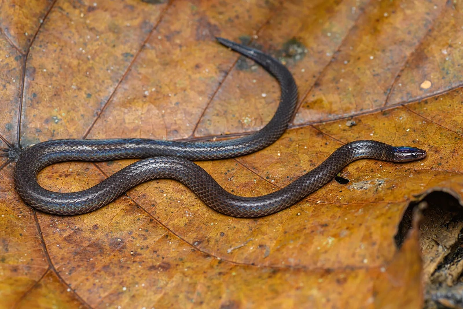 A small dark dwarf reed snake, Pseudorabdion longiceps, on the forest floor in Bang Lang National Park, Thailand