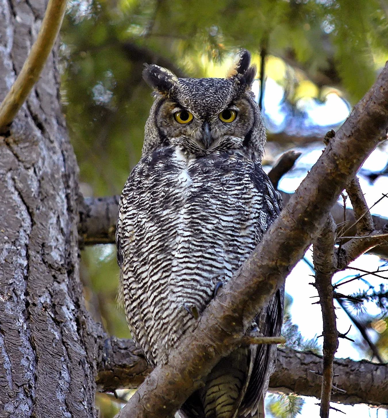 A Great Horned Owl perched in Canada, looking toward the camera