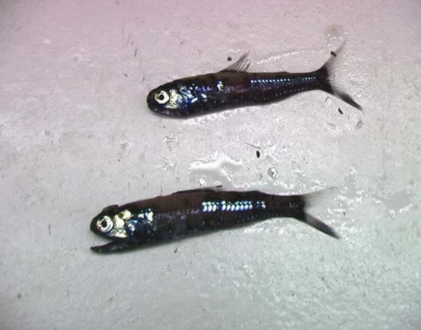 A small lanternfish with rows of light organs along its body