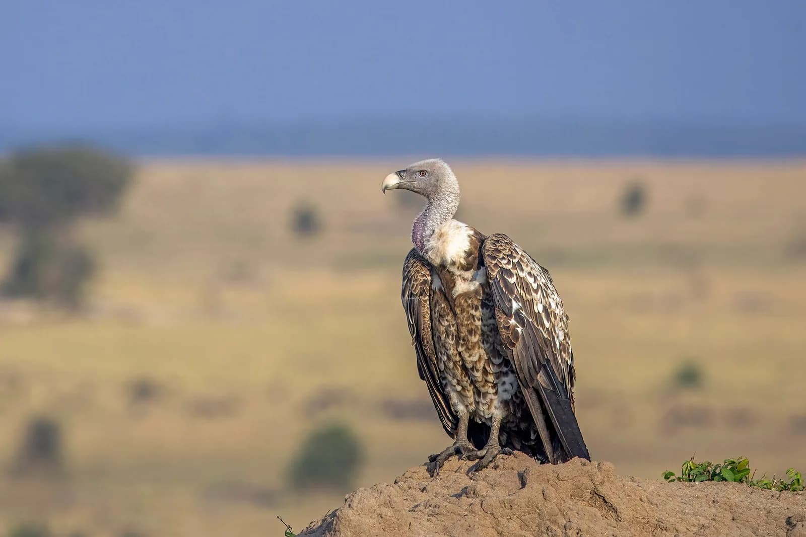 A Rüppell's vulture in the Serengeti