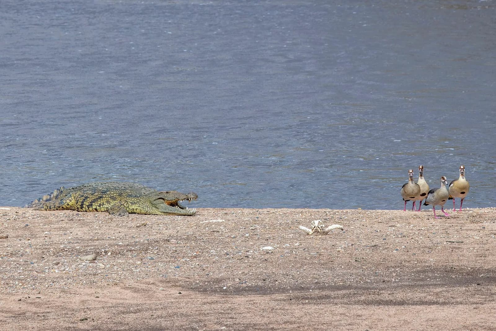 A Nile crocodile on a riverbank with Egyptian geese nearby
