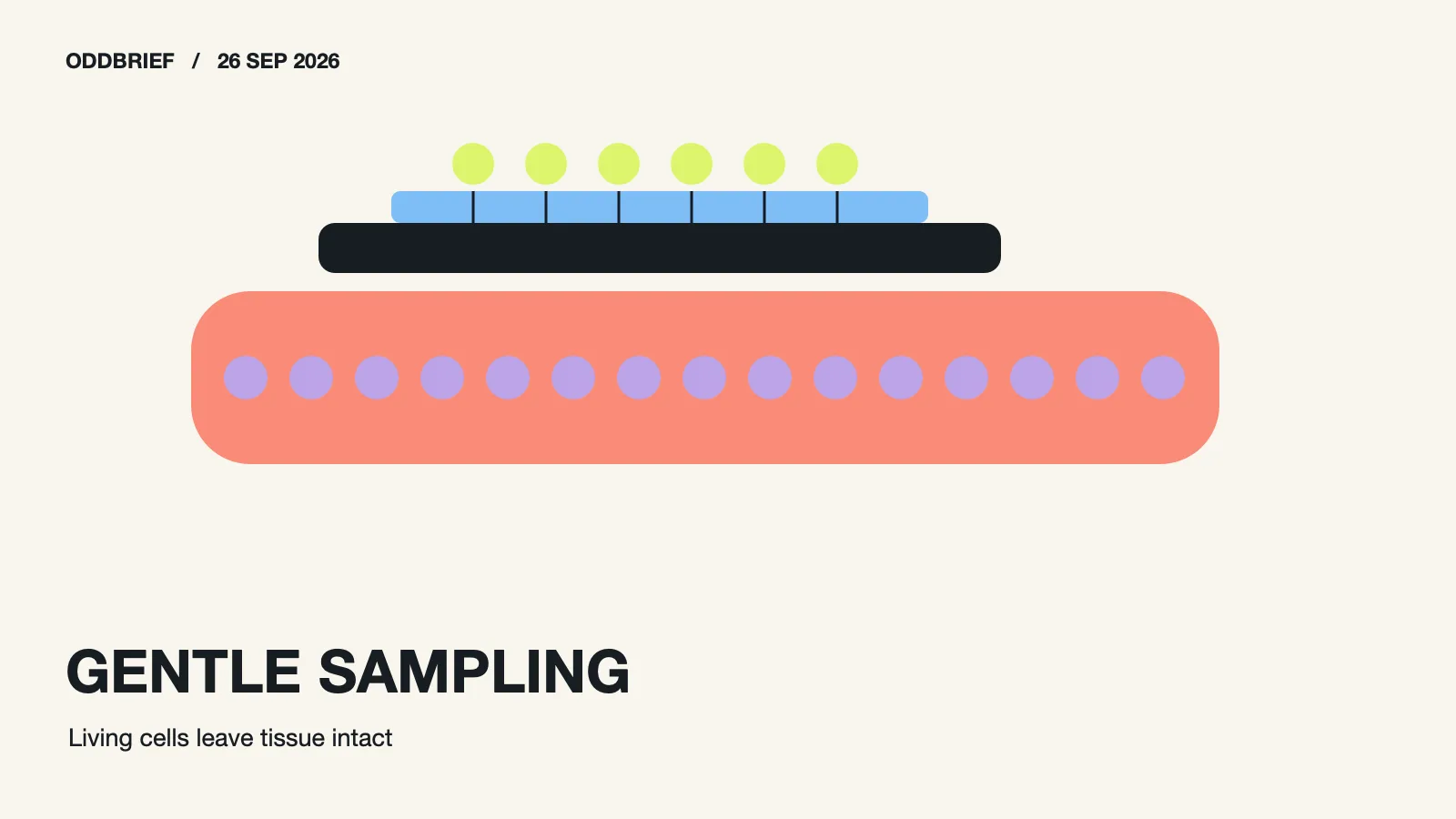 Original editorial cross-section of a small fluid channel gently lifting cells from a tissue surface.